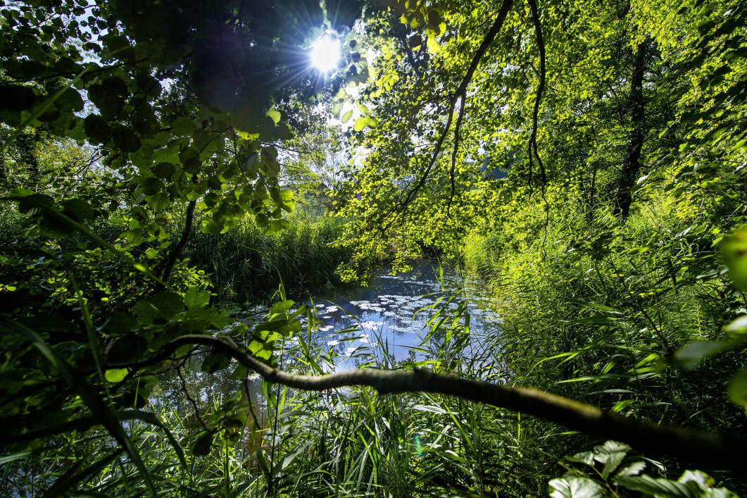 Der Lohweiher