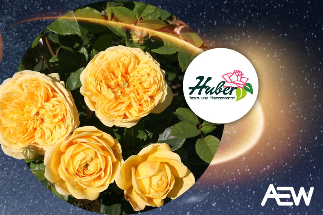 Ein Gutschein für das Huber Rosen- und Pflanzencenter