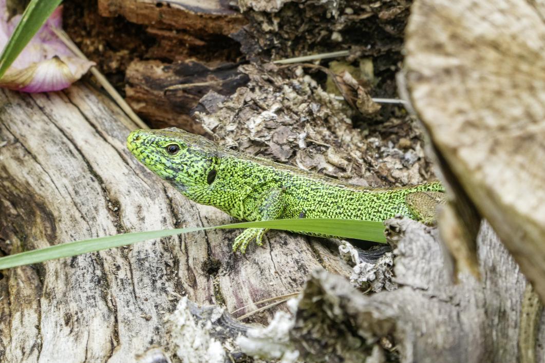 Naturjuwel an der Ostflanke des Böhlers
